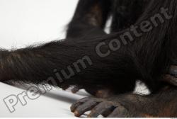 Arm Chimpanzee